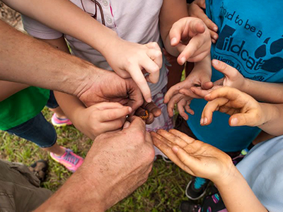 children examining butterflies