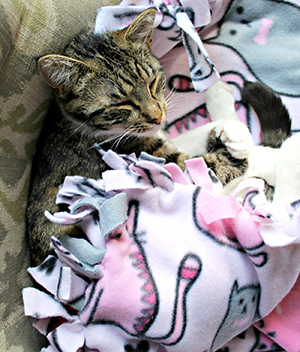 Animal Shelter Blankets