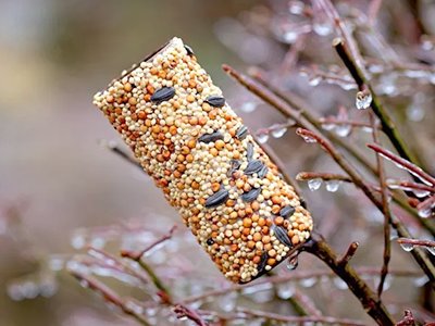 DIY Bird Feeder